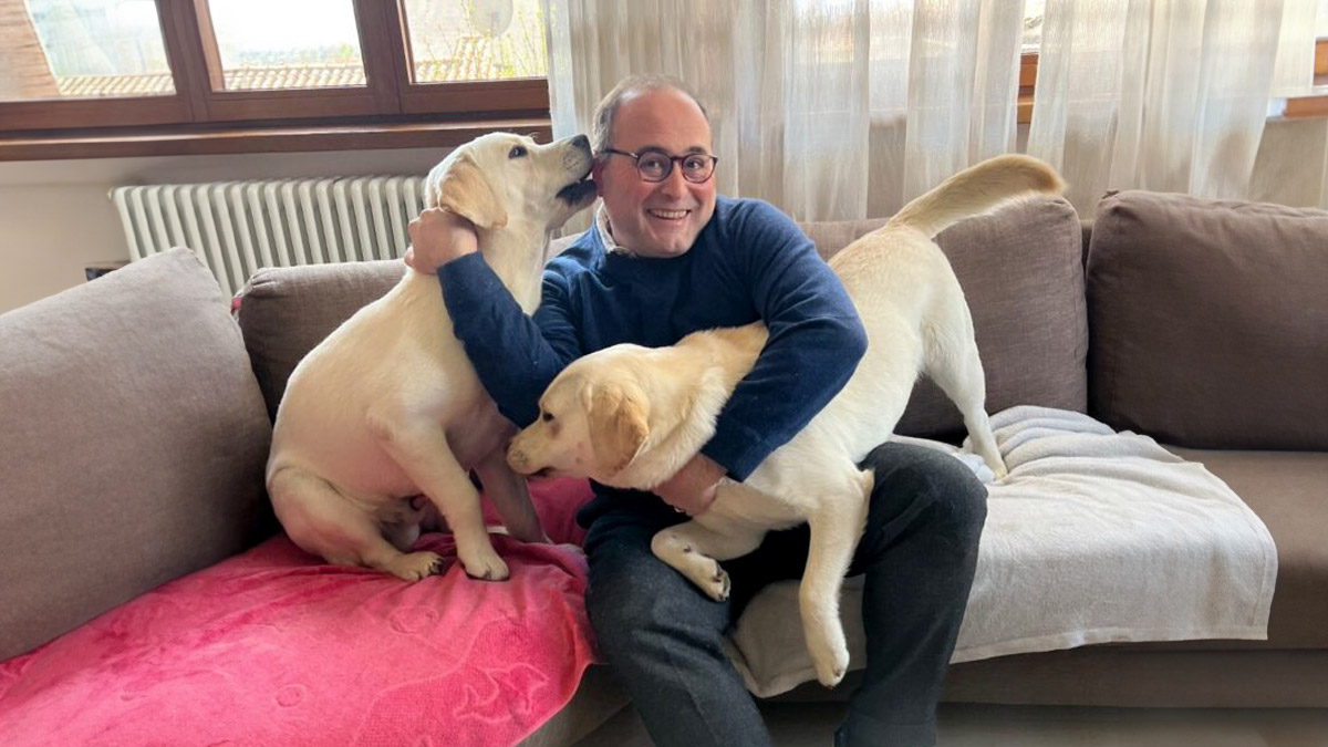 Labrador Retrievers dogs, best friend of a person. Maurizio Bragagni